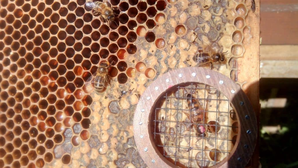 Close-up of a beehive frame showing honeycomb cells with developing brood and several worker bees on the surface. A circular cage with a metal mesh contains a marked queen bee. The image, taken in the UK, highlights detailed hive inspection and queen monitoring.