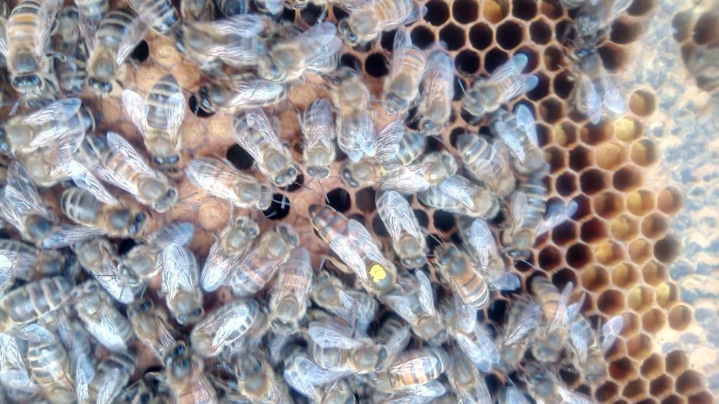 Close-up of UK bees on a brood frame surrounding a marked queen bee tending developing cells.