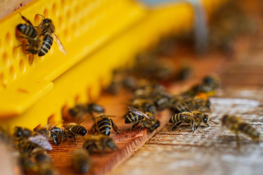 Close-up of honey bees entering and exiting a yellow hive entrance on a wooden surface. The image, taken in the North West, shows detailed textures of the bees and hive structure during active colony movement.