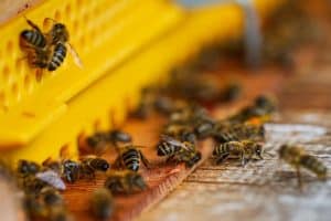 Close-up of honey bees entering and exiting a yellow hive entrance on a wooden surface. The image, taken in the North West, shows detailed textures of the bees and hive structure during active colony movement.