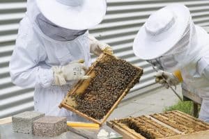 Two beekeepers in protective suits inspecting a wooden hive frame densely covered with bees. The photo, taken in the North West, shows careful hive maintenance and bee health monitoring.