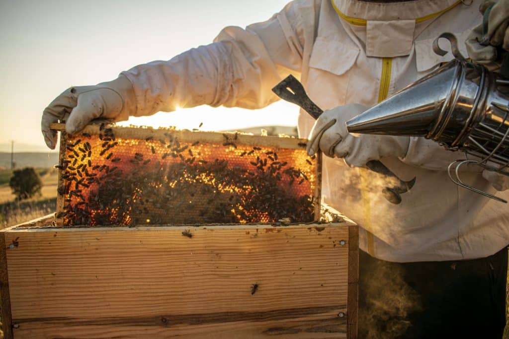 Beekeeper in protective clothing inspecting a honeycomb frame full of bees at sunset, using a smoker to calm the hive. The image, taken in the North West, highlights traditional beekeeping practices in warm evening light.