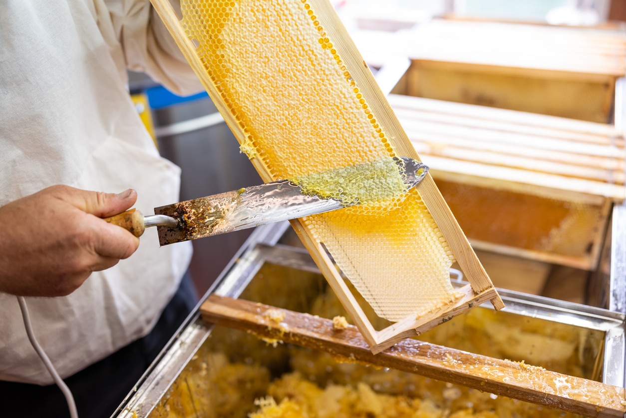 Beekeeper opening partially loaded frame with electric knife while harvesting honey