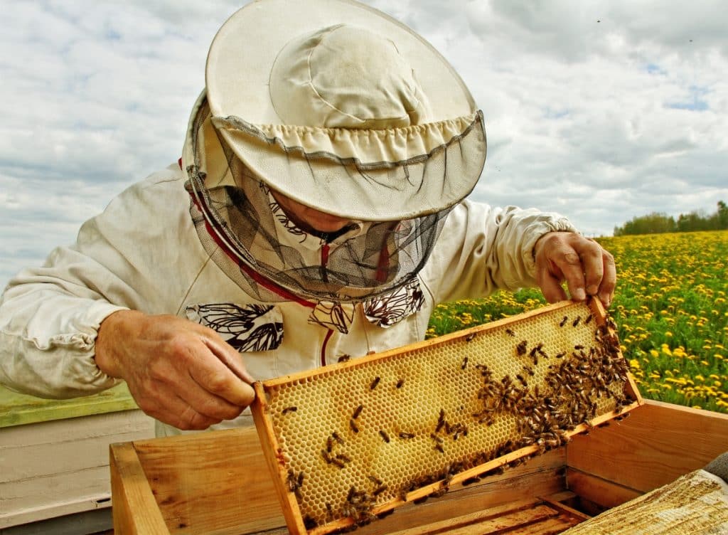 Beekeeper in protective clothing inspecting a wooden hive frame covered with honey bees in a field of yellow flowers under a cloudy sky. The photo, taken in the North West, captures traditional beekeeping activity.