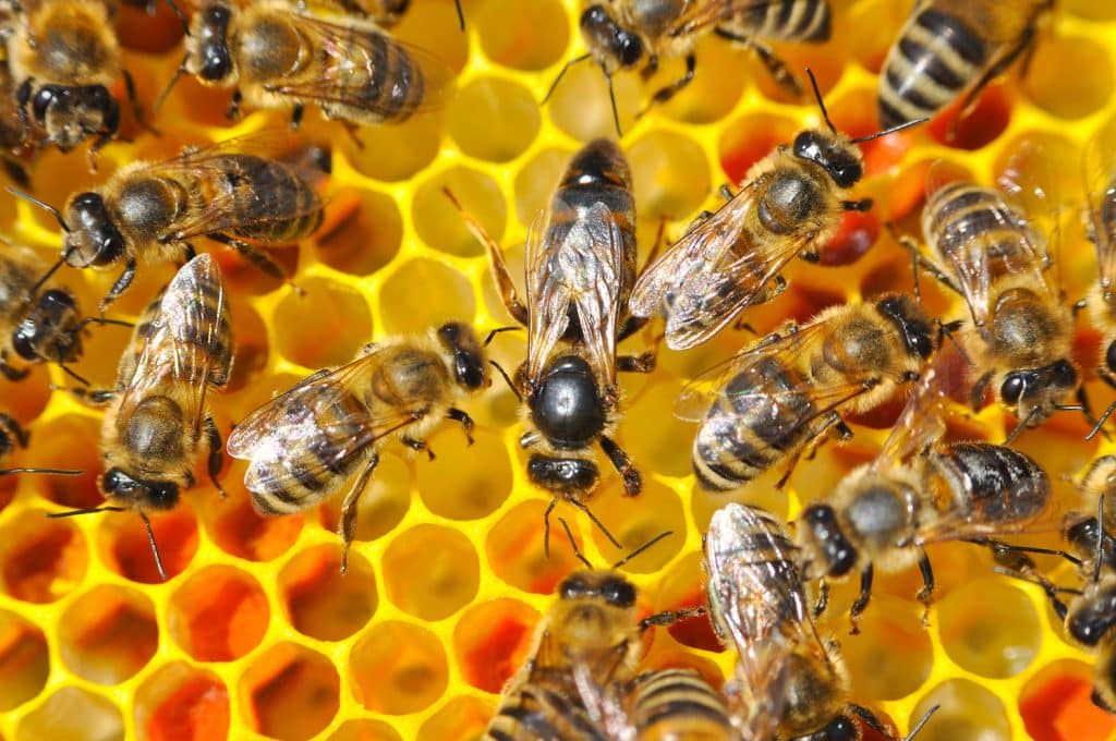 Close-up of honey bees on a bright yellow honeycomb, working together to build and maintain their hive. Captured in the North West, showing detailed bee wings and hive structure.